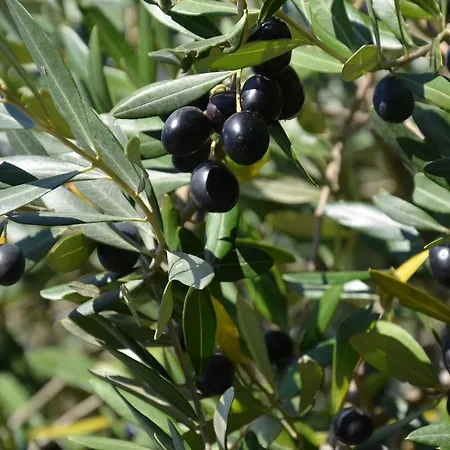 Daire Ostanek Portorož