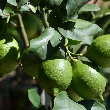 Apartmán Ostanek Portorož