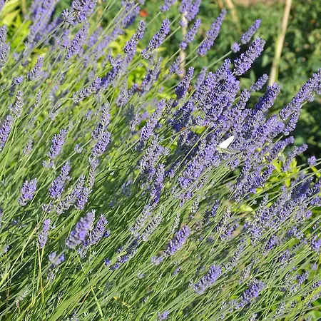 Daire Ostanek Portorož