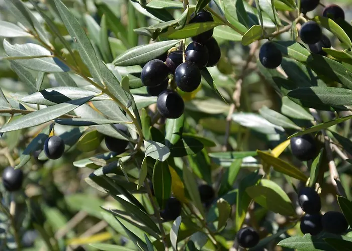 Apartamento Ostanek Portorož