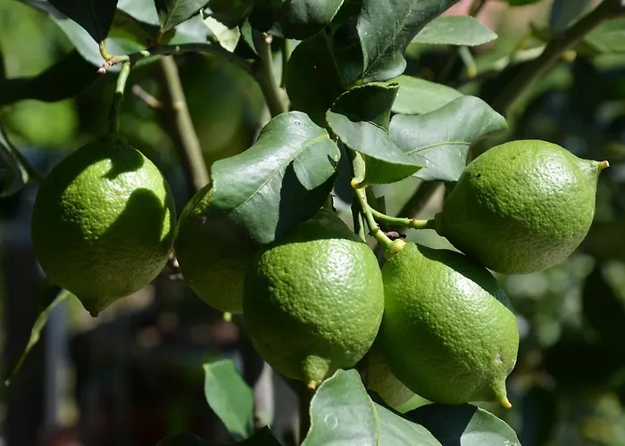 Lejlighed Ostanek Portorož