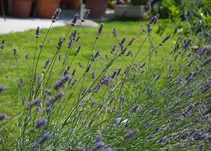 Ostanek Apartamento *